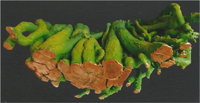 Goldader